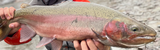 Bottom Fishing for Winter Trout: Rigs, Baits, and Cold-Water Strategy