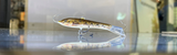 Catching Walleye: The Best Bait For Walleye on the Market