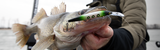 Complete Cold-Water Jerkbait Setup for Walleye
