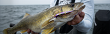 Deep Lake Erie Walleye: Lead Core & Dipsy Diver Tactics