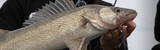 Complete Walleye Harness + Bottom Bouncer Setup