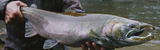 Ten Tips for Catching Salmon in Rivers