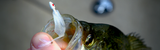 How to Jig for Crappie: Tips and Techniques for Success