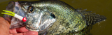 How to Jig for Crappie: Tips, Tactics and Gear
