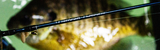 Ice Fishing Chautauqua Lake: Where to Go, What to Use, and How to Catch Fish Through the Ice