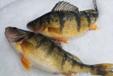 Ice Fishing Chautauqua Lake