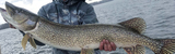 Tips for Late Ice and Early Open Water Pike: How to Catch Aggressive Pre-Spawn Fish