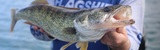 Late Spring Walleye: Harness Transition Timing
