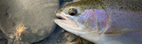 Low Water Fly Fishing Techniques for Steelhead: How To Catch Steelhead in Low and Clear Water