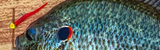 Matching Panfish Diet with Artificial Lures