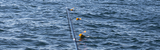 Planer Boards 101: Simple First Walleye Trolling Spread (No Tangles)
