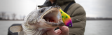 Pre-Spawn Walleye Staging Map: Breaks, Points & Current Seams