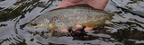 Small Stream Trout Fishing