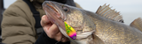 Snaps vs Direct Tie for Walleye (When to Use Each)