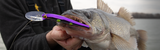 Spring Walleye Color Rules: Clear vs. Stained Water