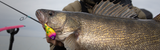Spring Walleye Fishing: The Playbook (Pre-Spawn → Spawn → Post-Spawn)