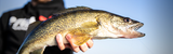 Spring Walleye Water Temp Triggers (36–60°F)