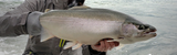 Surf Zone Steelheading: How To Catch Lake Erie Steelhead from the Shoreline