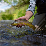 How to Catch Trout? 10 Fishing Tips for Beginners & Pros