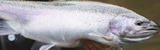 Understanding and Reading Current for Steelhead on Lake Erie Tributaries