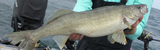 Walleye Harnesses & Spinner Rigs - Speed, Blades & Bottom Control