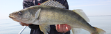 Understanding the Walleye Spawn: Key Biological Factors and Fishing Insights
