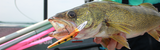 Walleye Trolling Speed Control: What to Change First