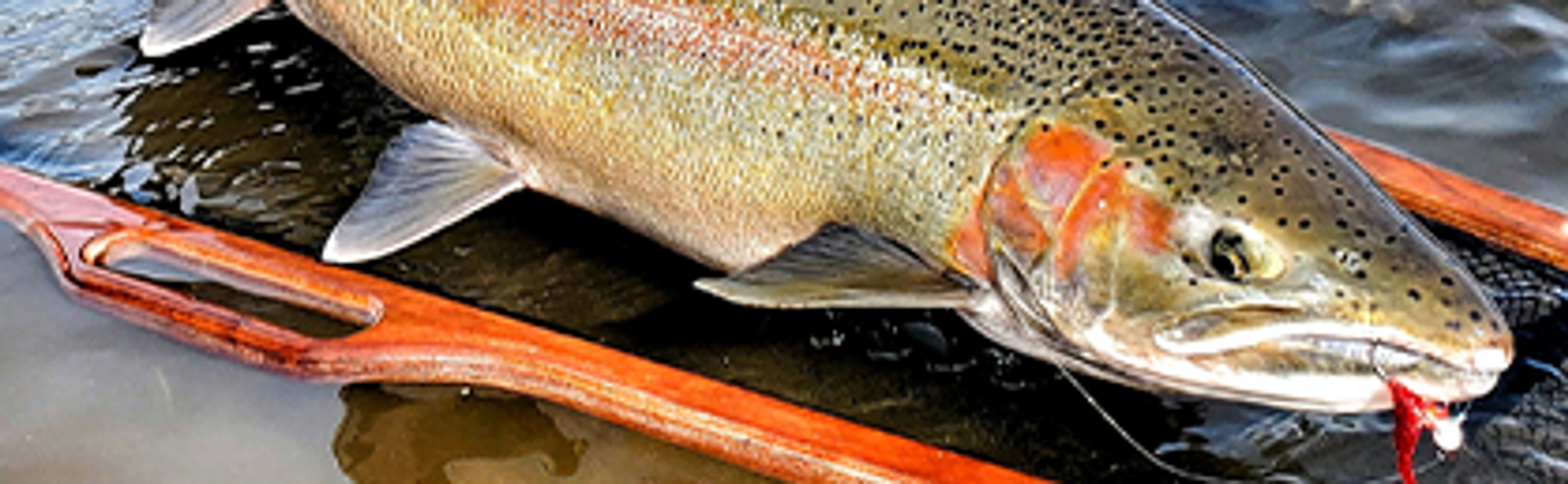 EPIC Steelhead Bobber DOWNS! (Desert STEELHEAD Fishing) 