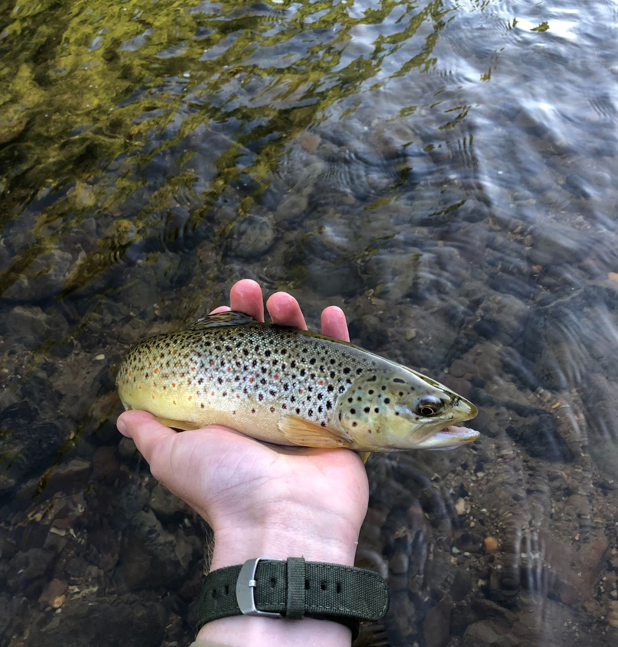 Best Flies for Summertime Trout FishUSA