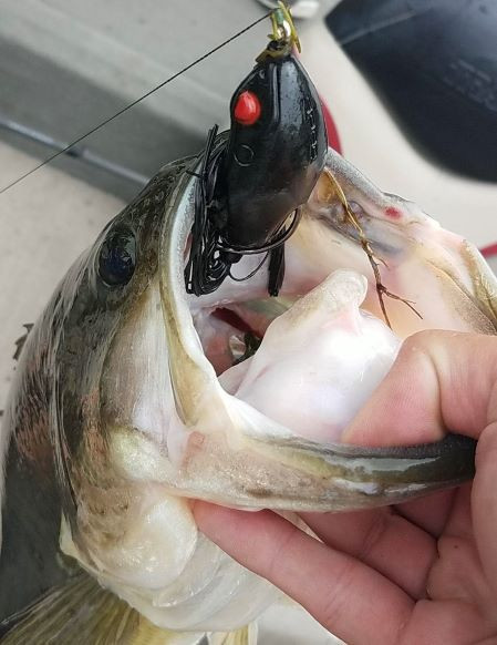 The 6 Best Summer Fishing Lures FishUSA