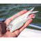 6th Sense Flush Swimbait color Shad Pearl in palm of hand against real shad for size and visual comparison