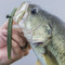 Hand holding a bass with a Yamamoto Fat Senko in its mouth
