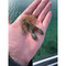 Great Lakes Finesse Matte Finesse Jig color Matte Green Pumpkin Brown rigged with Snack Craw (not included) in palm of hand