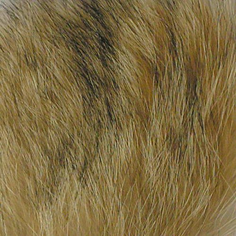 Wapsi Coyote Hair