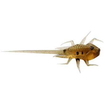 13 Fishing BAMF Finesse Panfish Plastics color Panfish Whiskey Sour