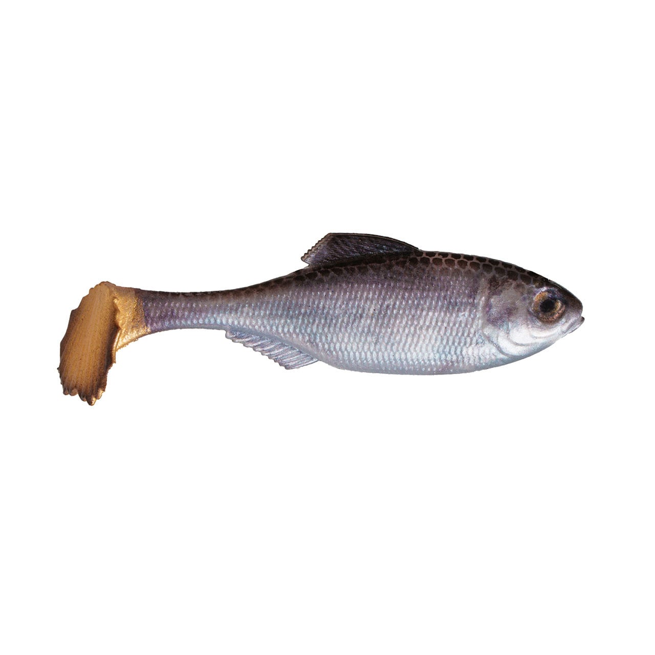 6th Sense Panorama Swimbait color Live Shad