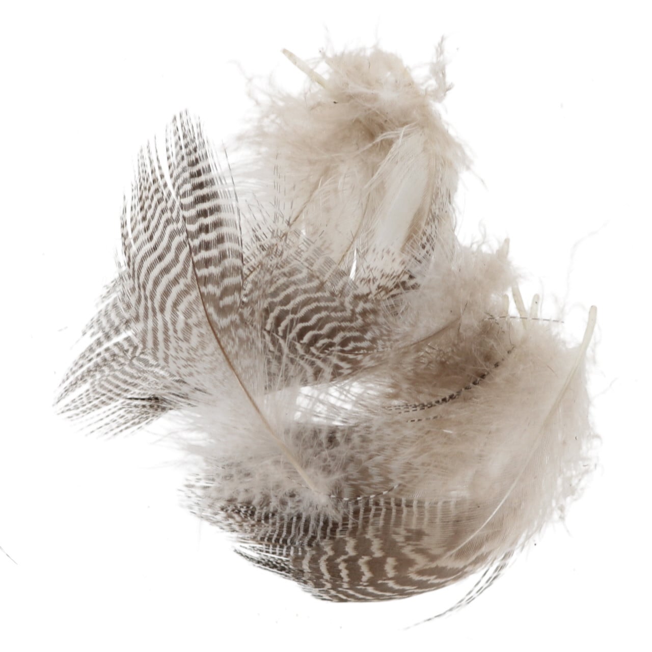Wapsi Teal Barred Flank Feathers
