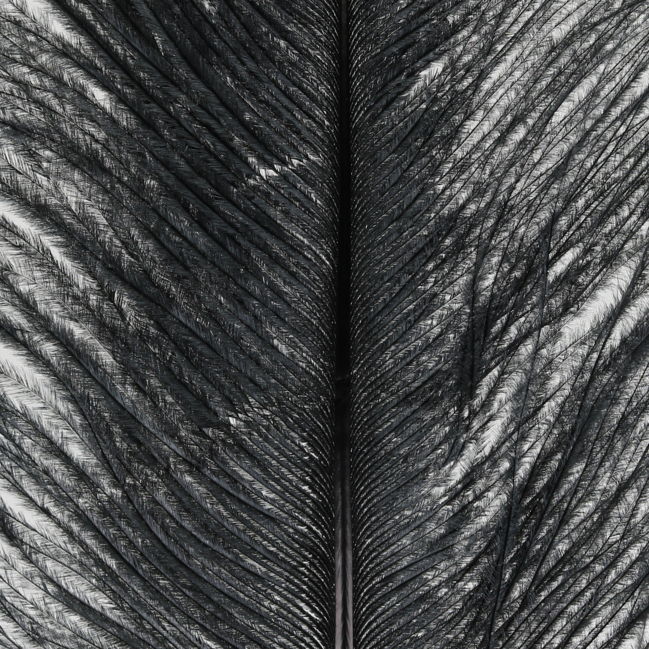 Wapsi Ostrich Plumes colors Black