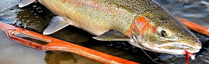 Ten Tips For Conquering Northwest Tributary Steelhead