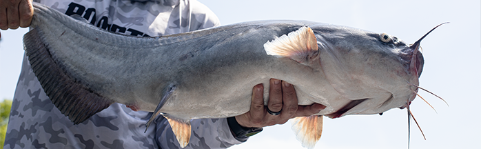 Bank Fishing for Catfish: Spots, Rigs, Baits, and Simple Plans That Work