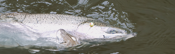 Fishing with Beads for Trout, Steelhead and Salmon