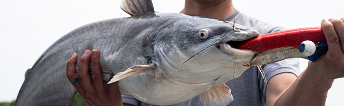 Best Catfish Bait and Techniques for Every Situation