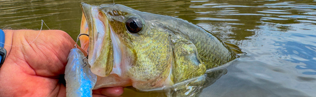 Best Soft Swimbaits for Pre-spawn Bass: Rigging, Body Selection & Presentation