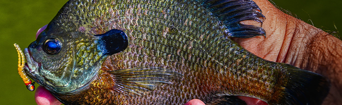 Best Bluegill Lures for Year-Round Action