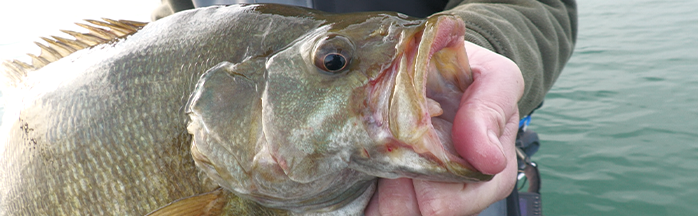 Dominate Smallmouth Bass Fishing with These Killer Crankbaits!