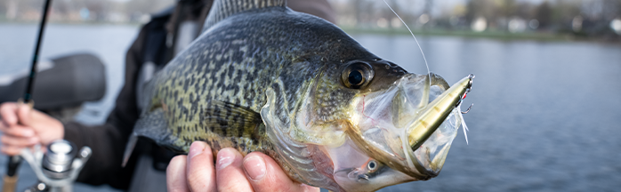 The Best Crankbaits for Crappie: A Complete Guide
