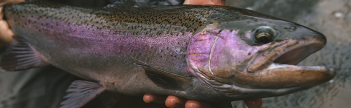 The Best Fishing Line for Steelhead: A Comprehensive Guide