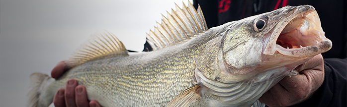 Best Fall Walleye Lures for Lake Erie: Proven Picks for Day & Night