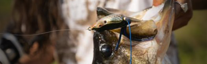 Best Bass Lures for Pond Fishing: Proven Baits That Catch More Fish