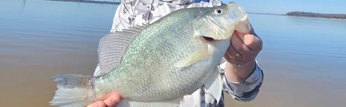 Best Places to Fish for Crappie: Grenada Lake, Mississippi